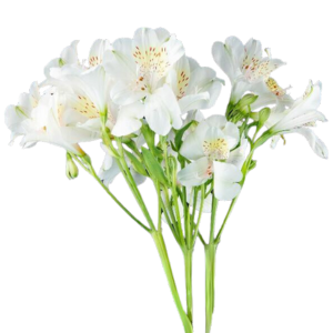 Fotografía de Astromelia