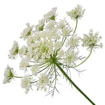 Fotografía de Encaje