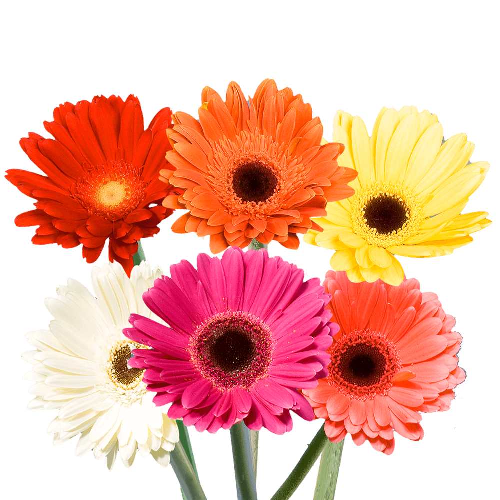 Fotografía de Gerbera