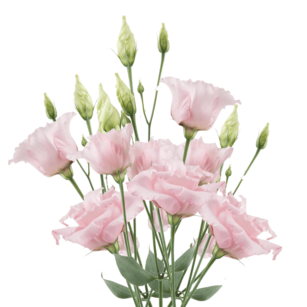 Fotografía de Lisianthus