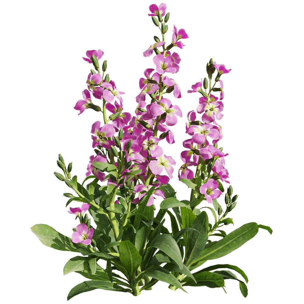 Fotografía de Matthiola